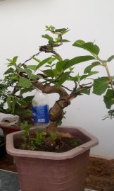 Ổi bonsai 2