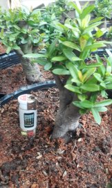 Gốc trang bonsai