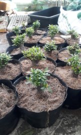 Gốc trang bonsai