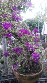 Hoa giấy cẩm thạch to đẹp
