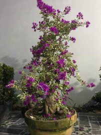 Hoa giấy cẩm thạch to đẹp