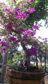 Hoa giấy cẩm thạch to đẹp