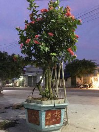 Mẫu đơn (trang) lá to thân to thoát thân đẹp