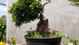 Nguyệt quế lá nhỏ bonsai