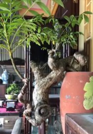 Tác phẩm cóc cổ quái