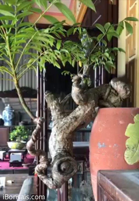 Tác phẩm cóc cổ quái