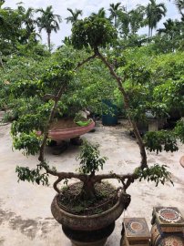 Tác phẩm sanh dáng khung gương