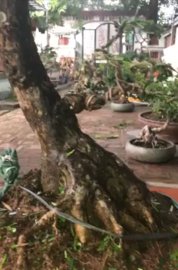 Gốc tùng la hán to đẹp hoàn thiện