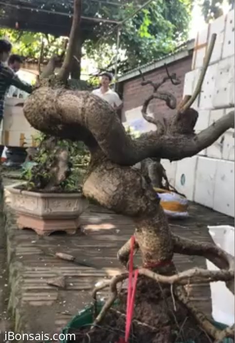 Tác phẩm cây bàng quái