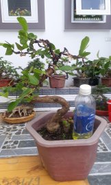 Bonsai ổi