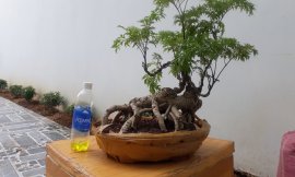 Cây Đinh lăn độc lạ, hình thú