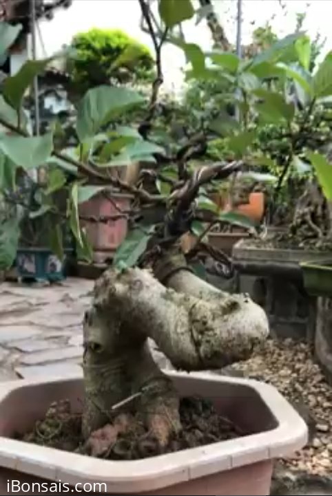 Tác phẩm sung già