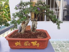 Linh sam 86 vườn cộng đồng Bonsai tại Khánh Hòa