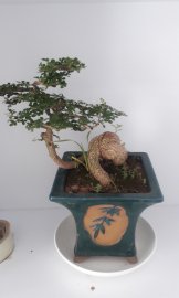 Cần thăng bonsai chậu đẹp