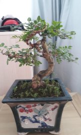 Nguyệt quế bonsai