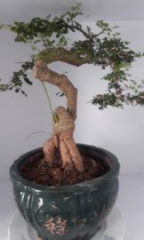 Cần thăng bonsai