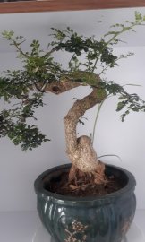 Cần thăng bonsai