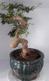 Cần thăng bonsai