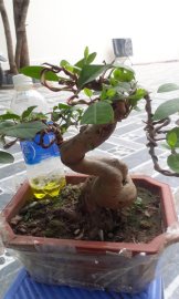 Ổi bonsai