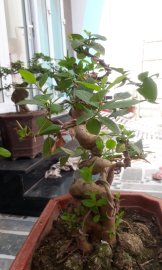 Ổi bonsai