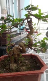Ổi bonsai