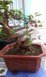 Ổi bonsai