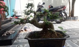 Duối chậu vừa loại 2