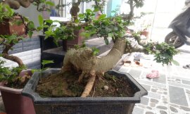 Duối chậu vừa loại 2