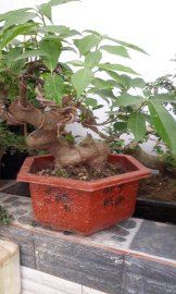 Sung bonsai 1