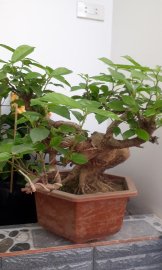 Sung bonsai 2