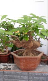 Sung bonsai 2