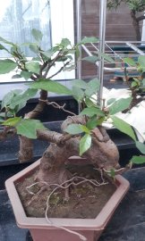 Sung bonsai 3