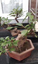 Sung bonsai 3