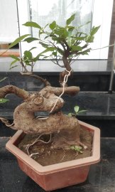 Sung bonsai 3