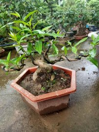 Giao lưu cây vối vừa chơi vừa uống nước