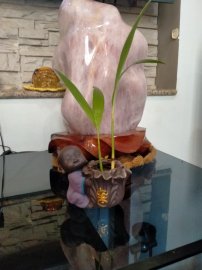 Tiểu cảnh các chú tiểu đáng yêu