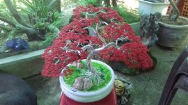 Bonsai dây đồng