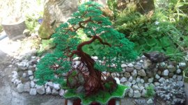 Bonsai dây đồng