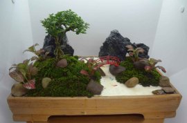 Tiểu cảnh bonsai để bàn trà, bàn làm việc, phòng khách