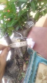 Trang đỏ lá nhỏ dáng bay, hoành gốc khủng 37cm