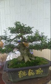 Mai chiếu thủy trung nu, cây bài, giá hợp lý anh em chơi và nuôi tiếp