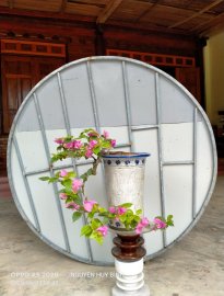 Hoa giấy khoe sắc