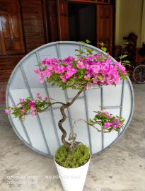Hoa giấy khoe sắc