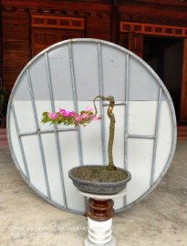 Hoa giấy khoe sắc