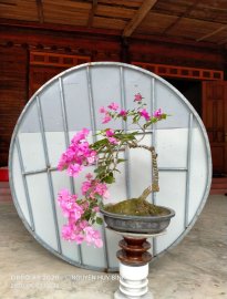 Hoa giấy khoe sắc