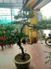 Giao lưu cây ổi tàu cao 1m50 tàn 150
