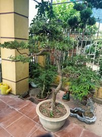 Giao lưu cây ổi tàu cao 1m50 tàn 150