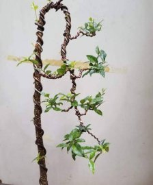 Giao lưu em sam văn nhân 