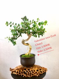 Bonsai Lũa Nghệ Thuật  SALE OFF TRI ÂN cho anh chị em may mắn