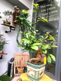 Bonsai Lũa Nghệ Thuật  SALE OFF TRI ÂN cho anh chị em may mắn